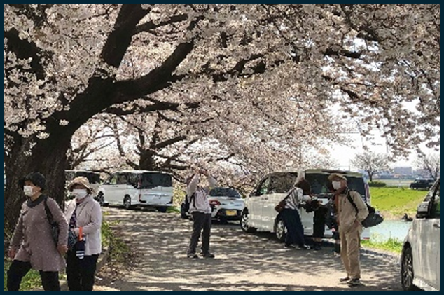 事業部会ーびん沼川さくらウォーキング3月
